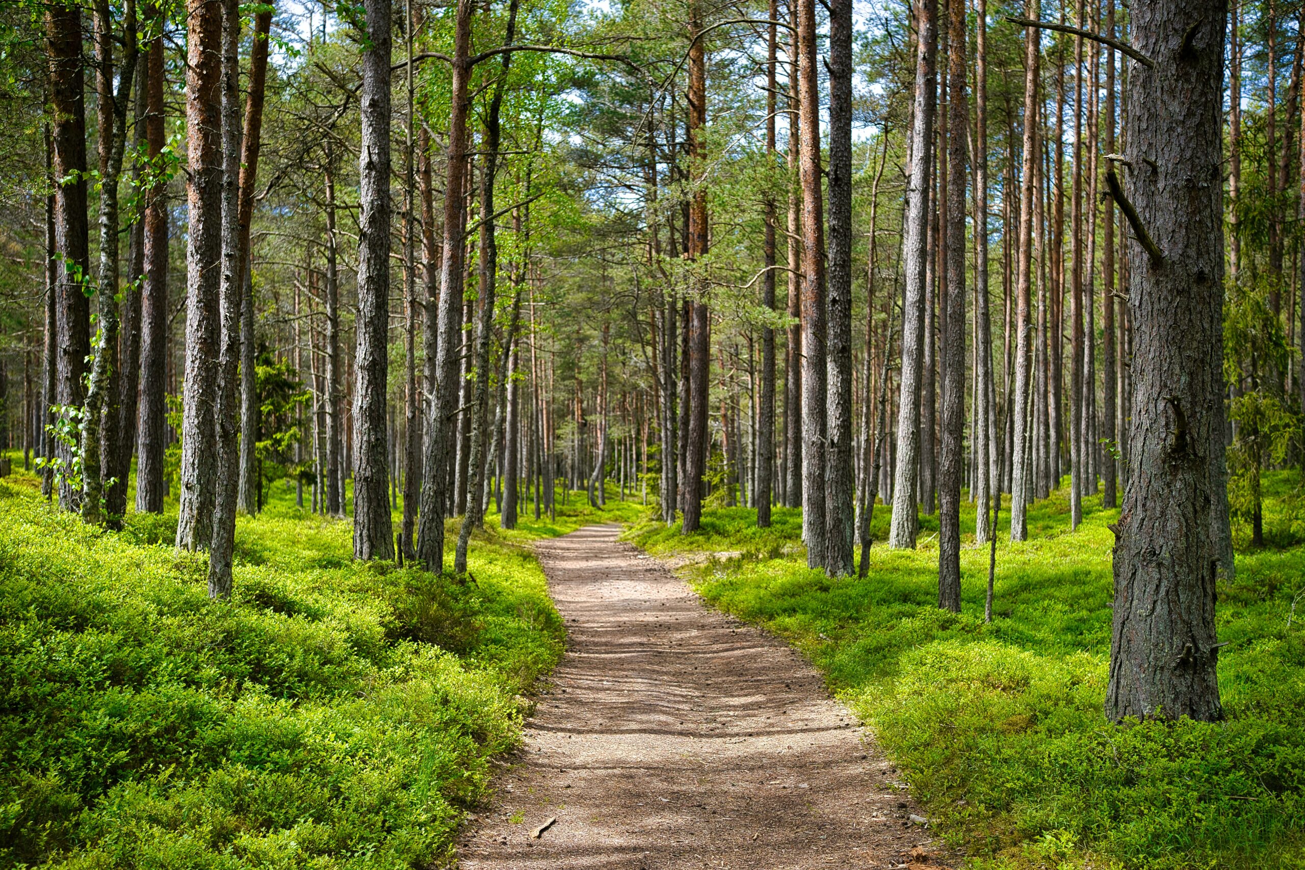 Kuvassa metsäinen maisema ja polku.